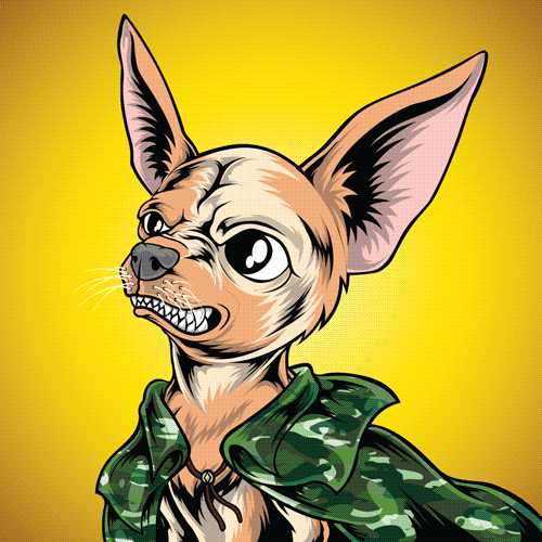 Chihuahua attributes